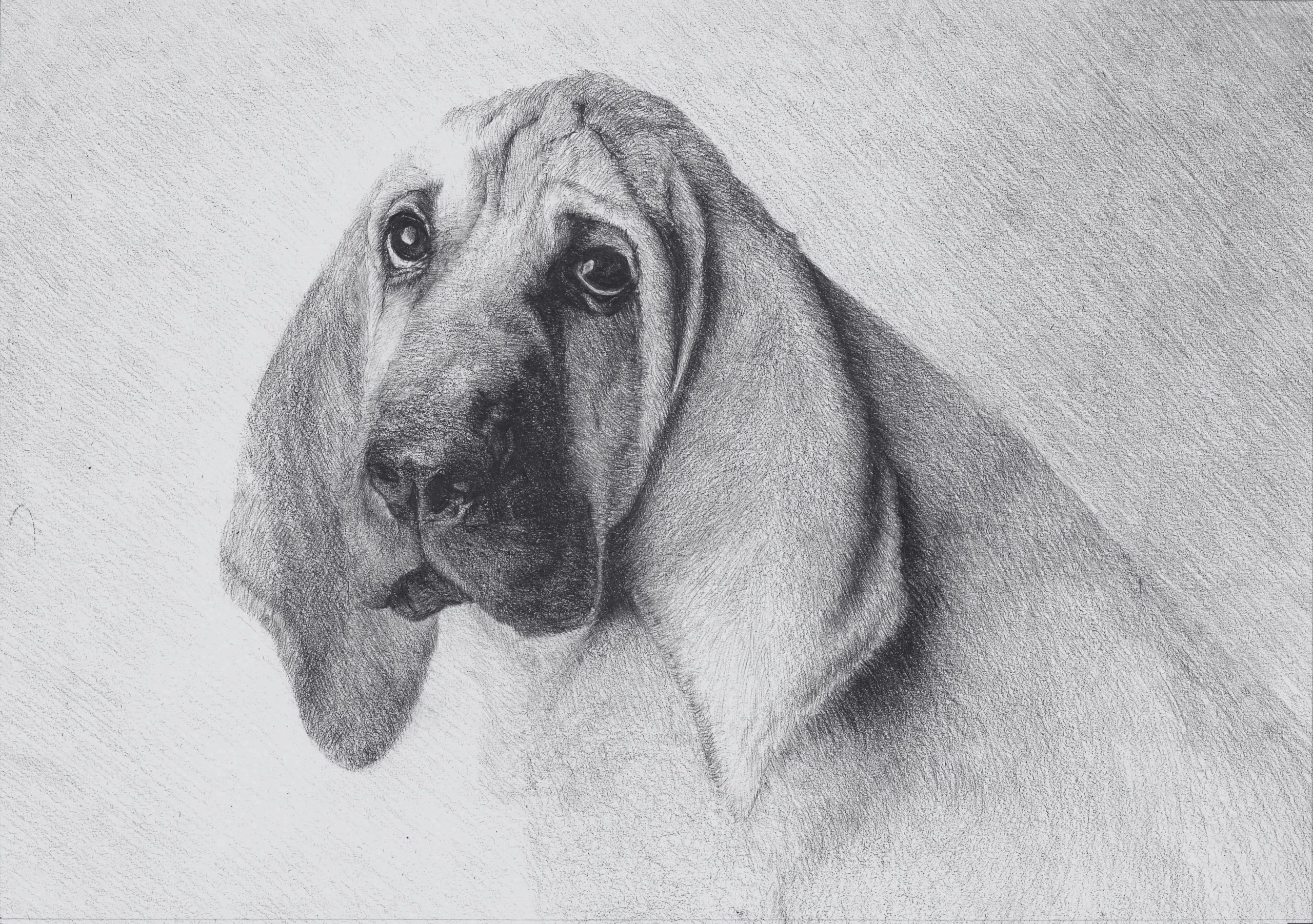 Chien bloodhund graphite