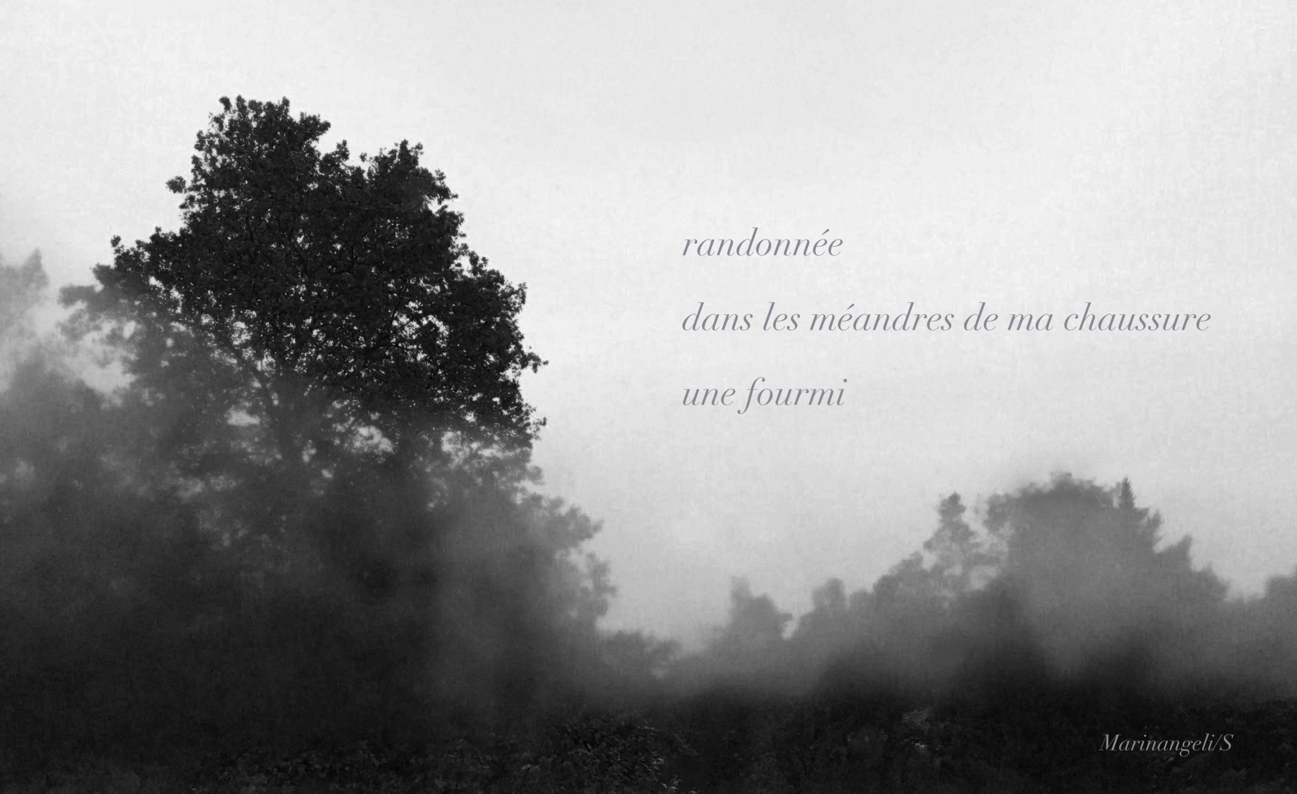 Haïga Haiku mis en image