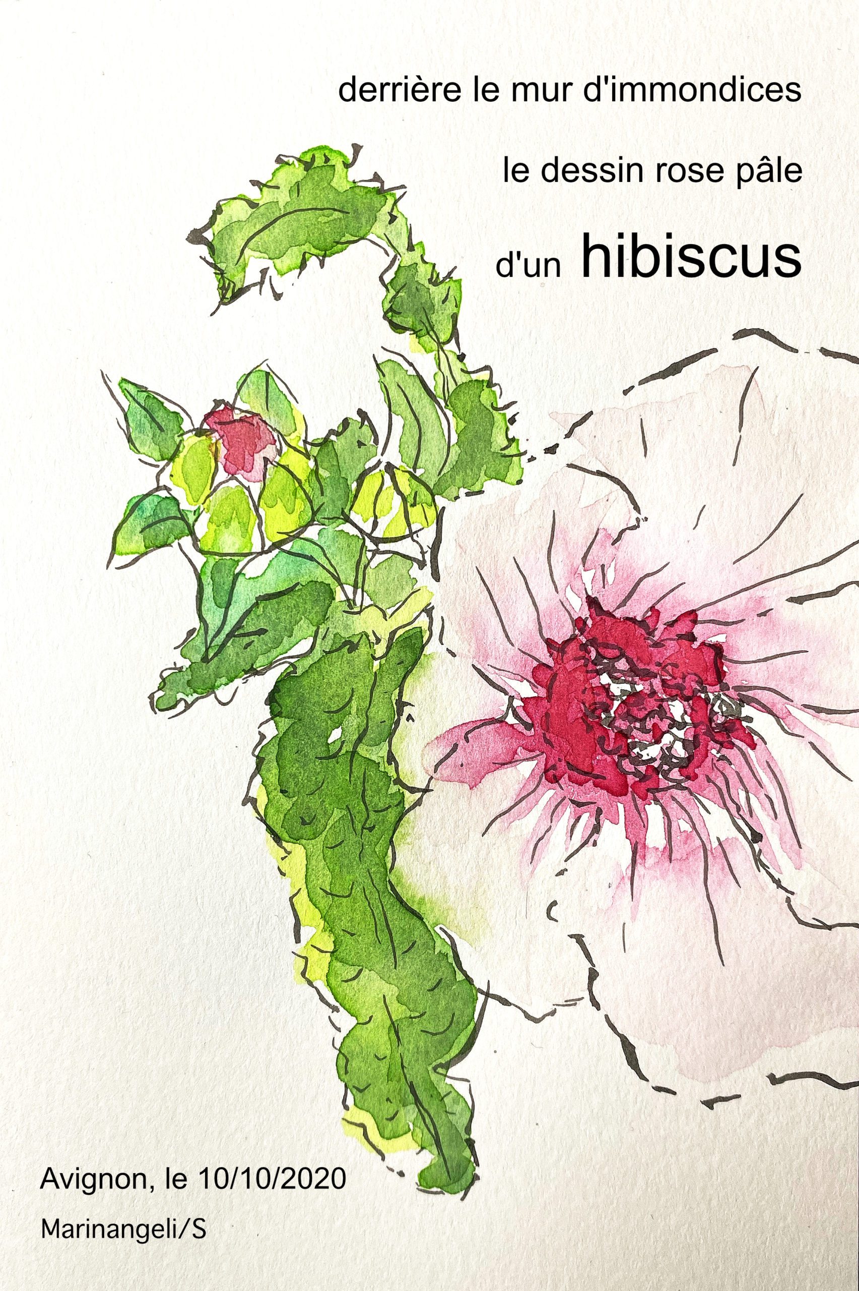 Haïga dessin haiku hibiscus