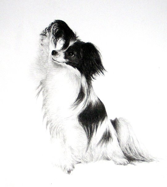 Chien papillon pierre noire