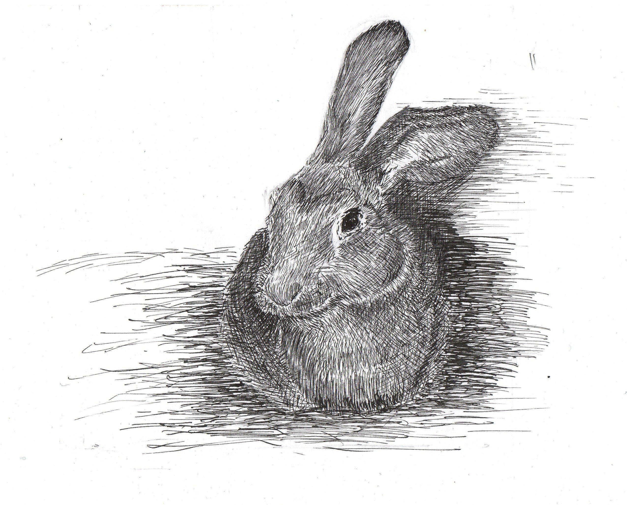 Lapin à la plume