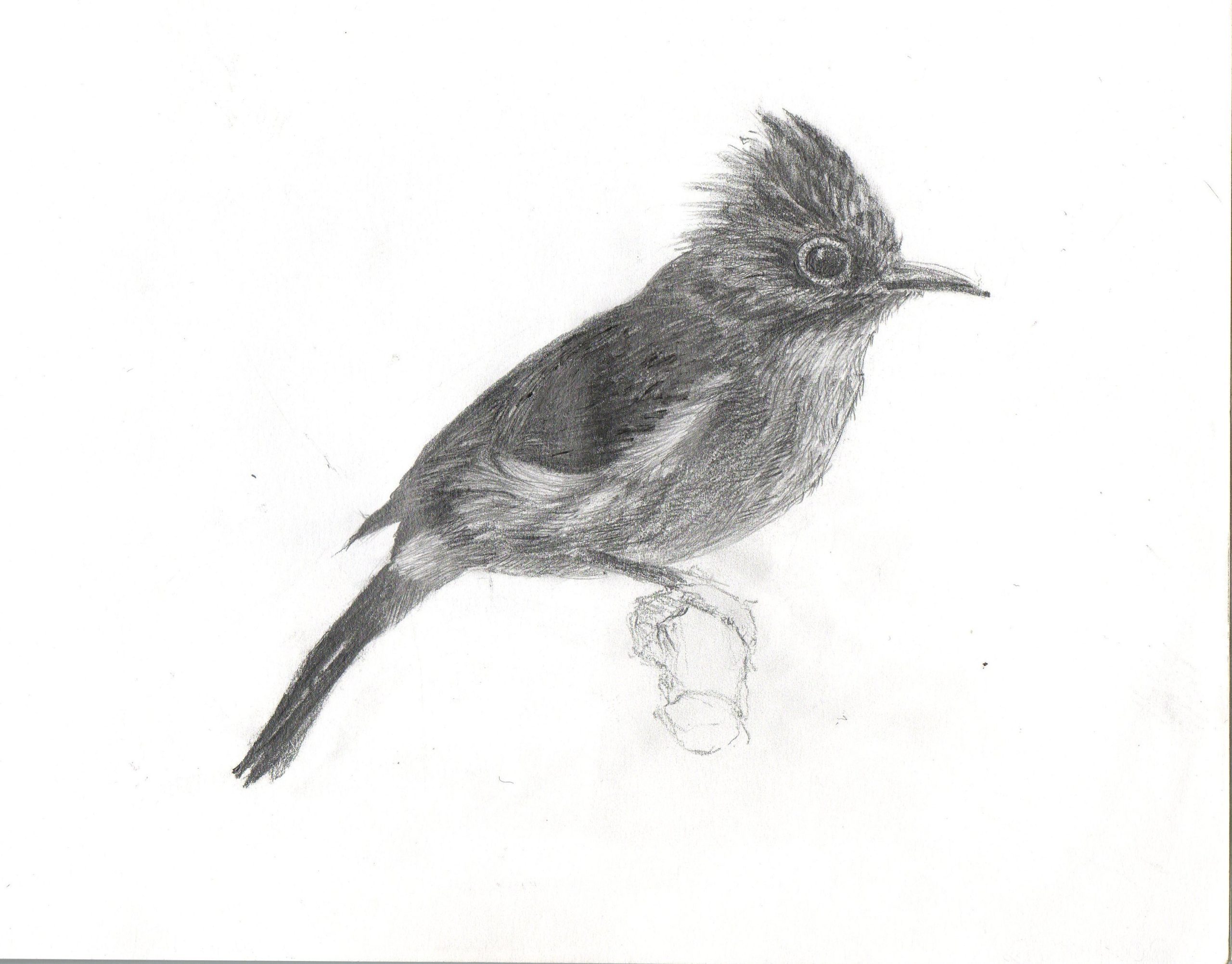 yuhina à ventre roux au graphite