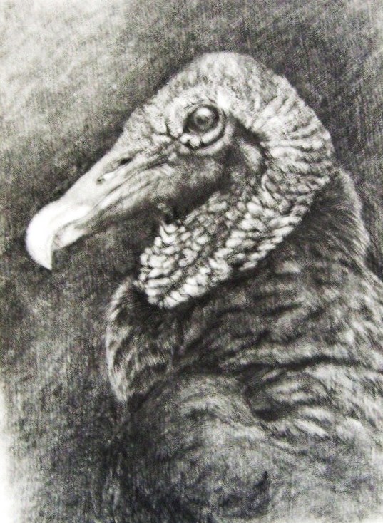 Catharte urubu graphite