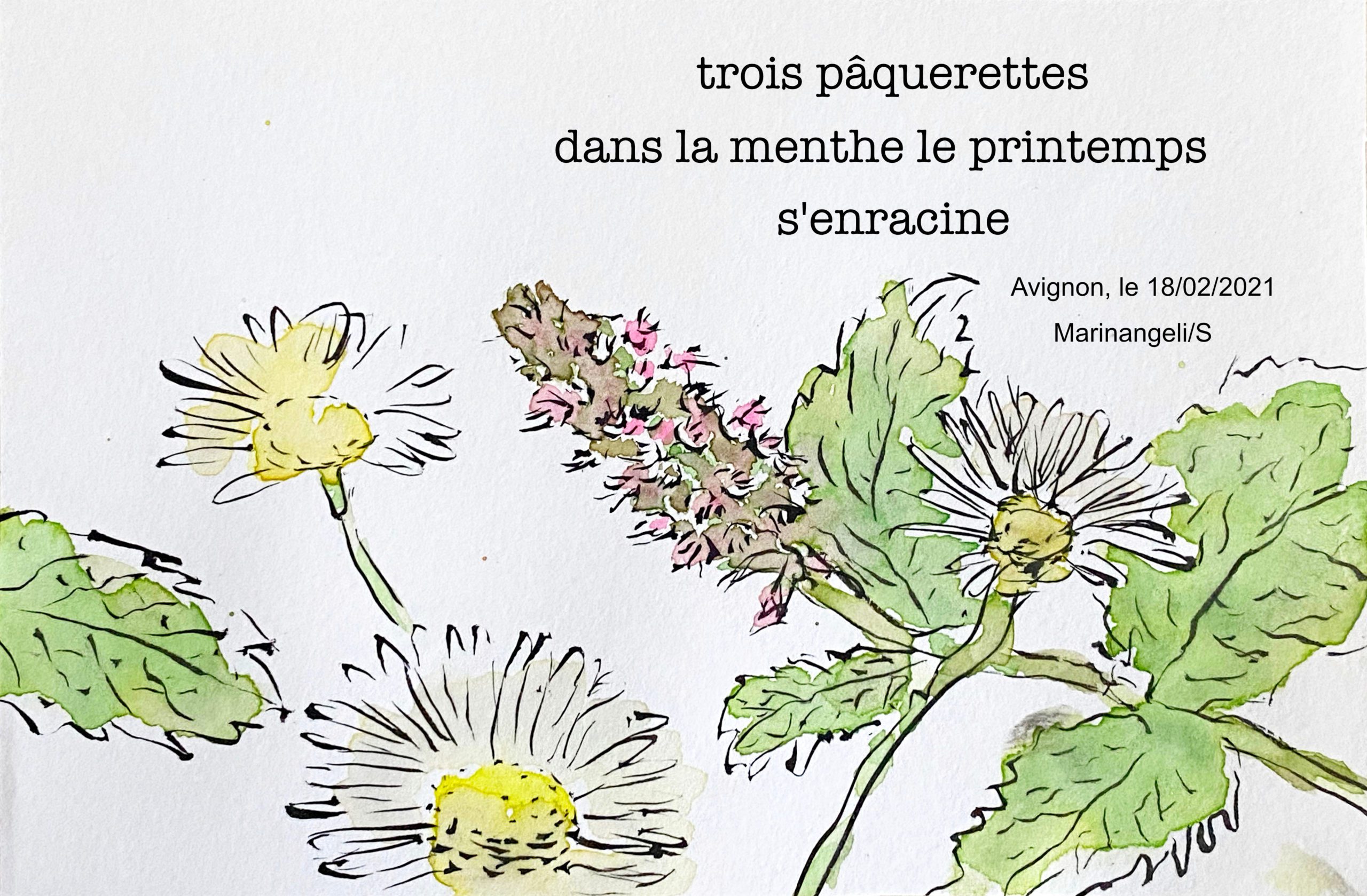 Haïga haiku dessin paquerettes