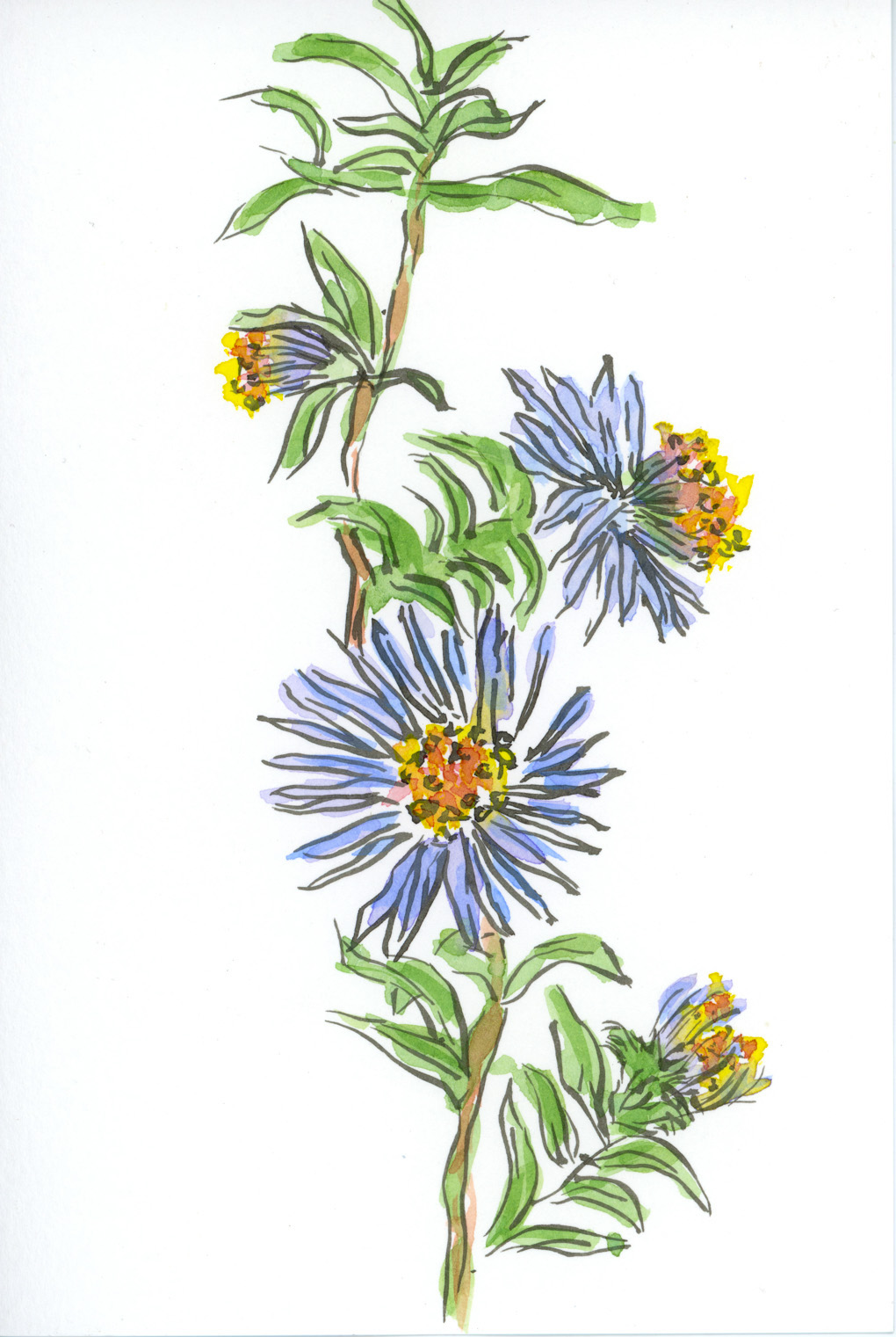 Etegami à personnaliser: aster sauvage 1