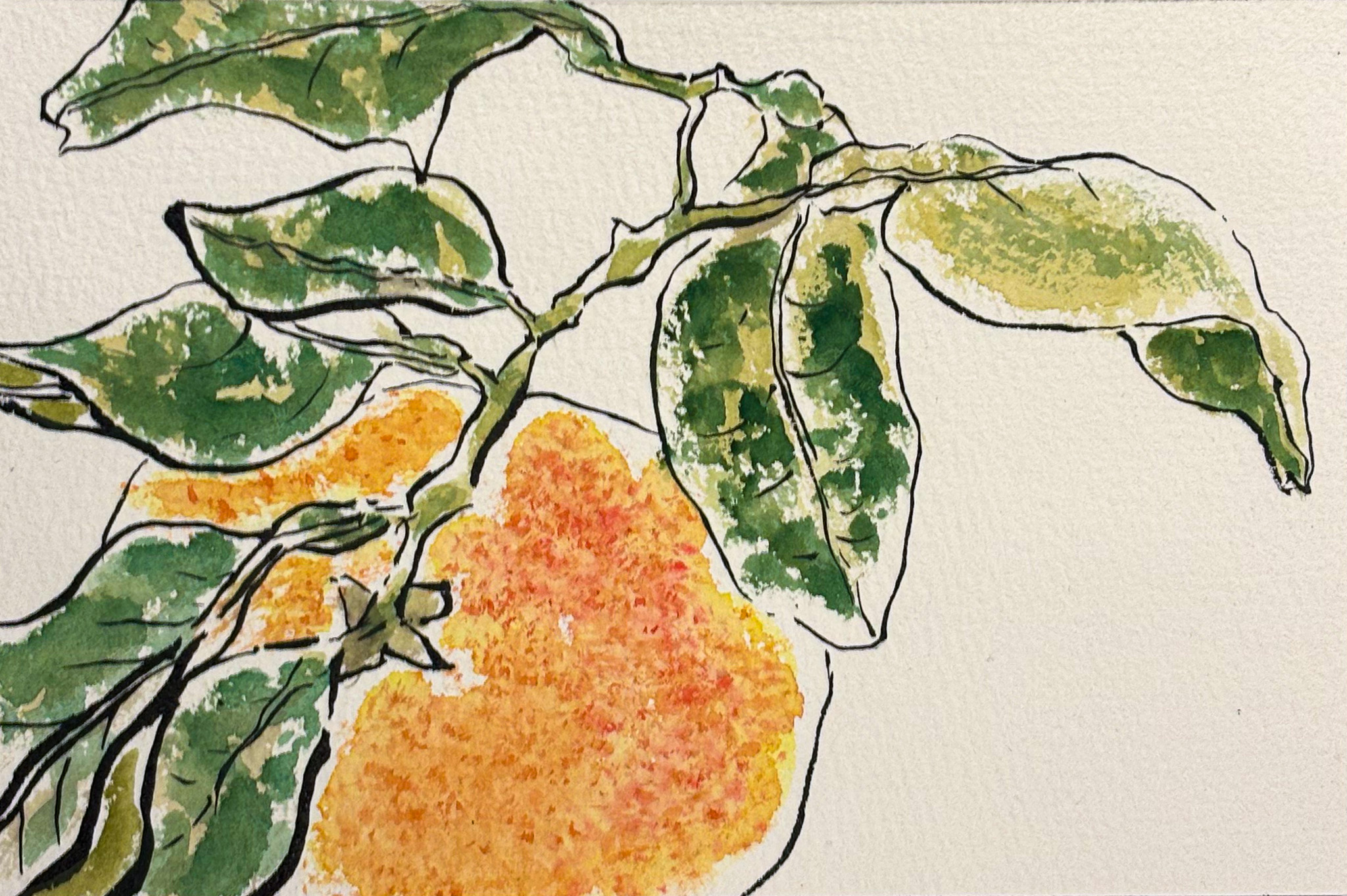 Etegami à personnaliser: pamplemousse 2